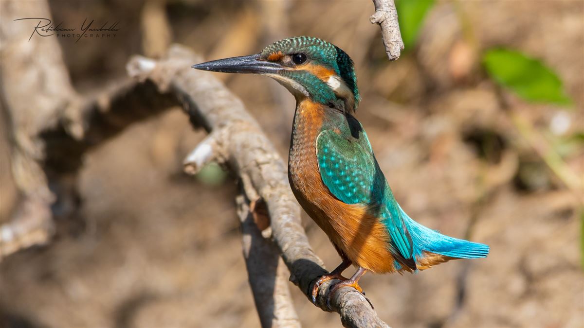 Common Kingfisher