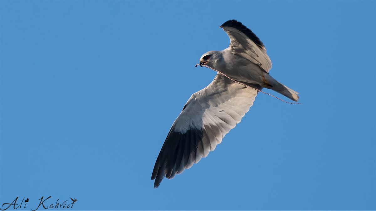 Black-winged Kite