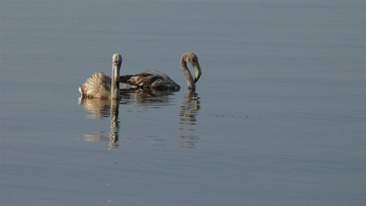 Greater Flamingo