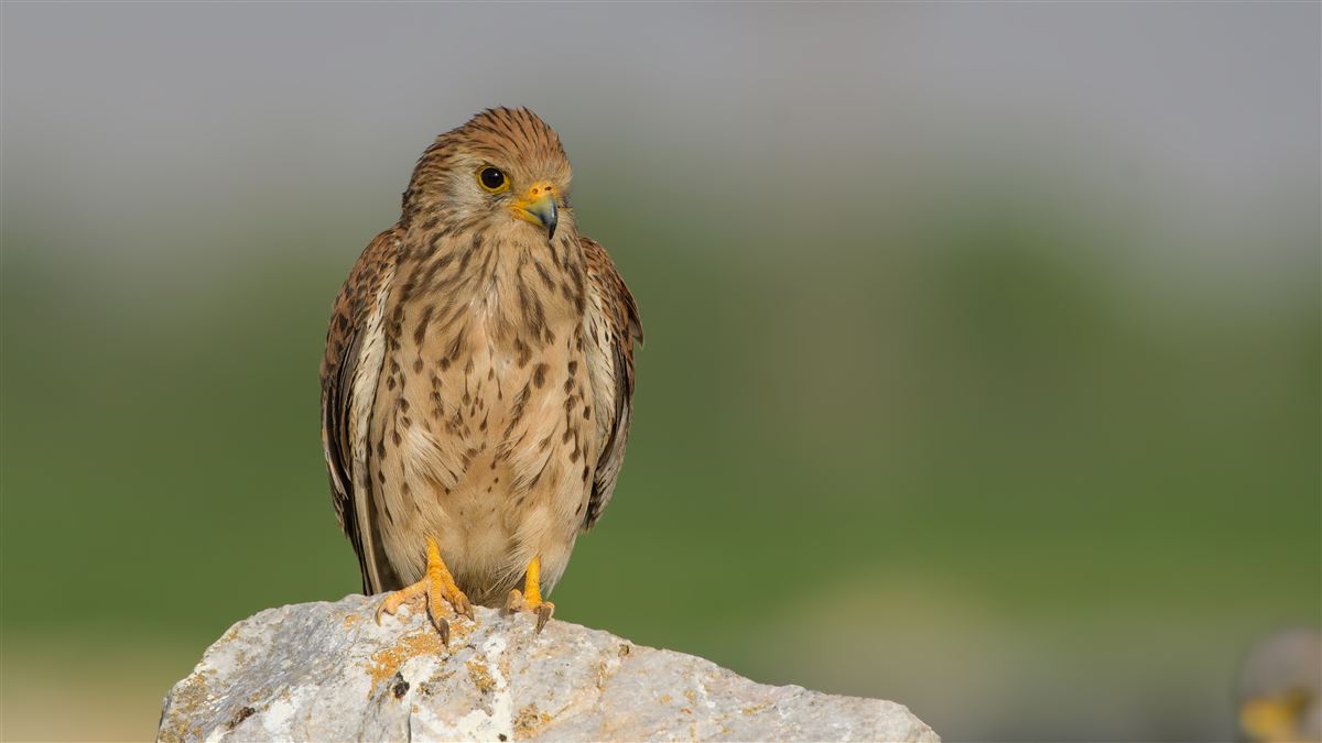 Lesser Kestrel