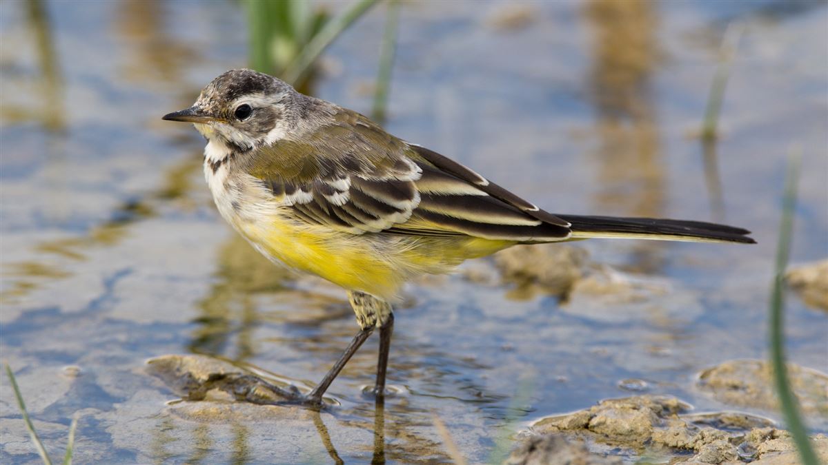 Western Yellow Wagtail