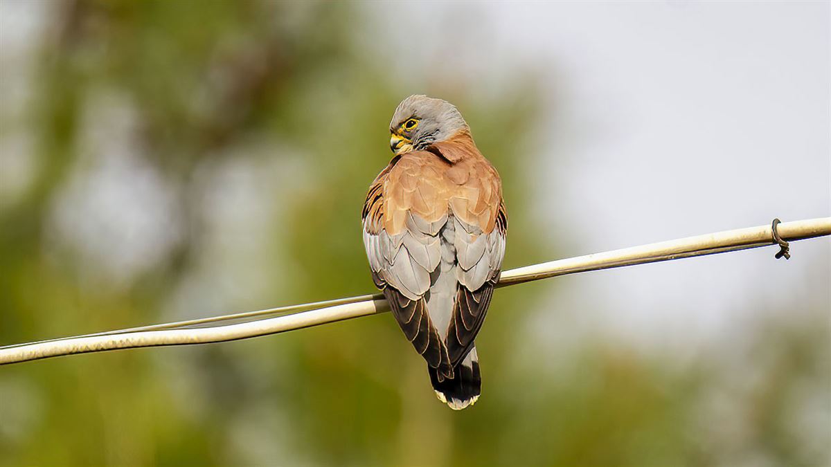 Lesser Kestrel