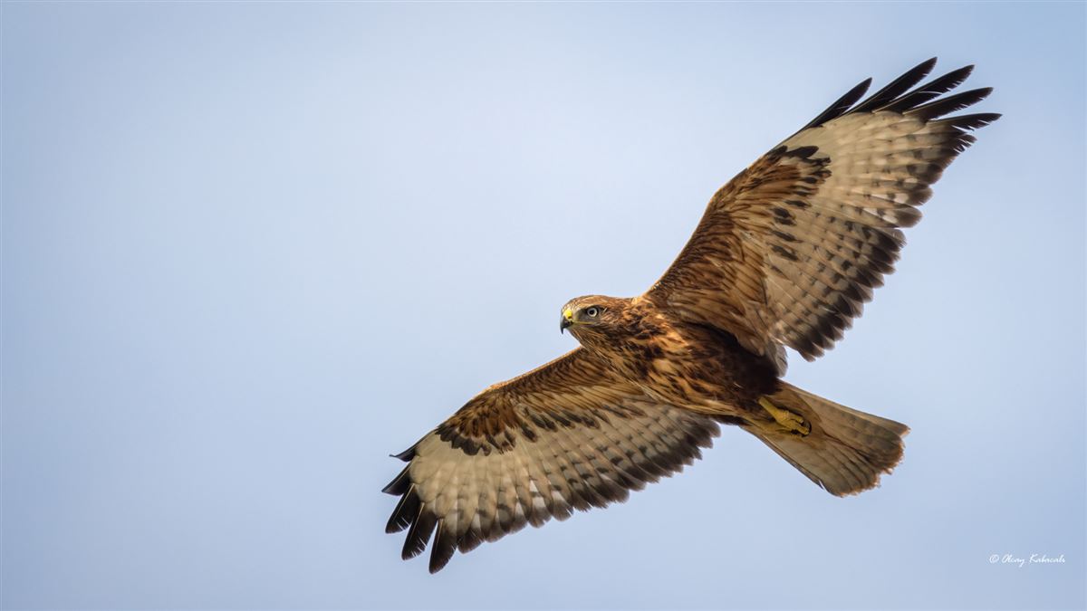 Long-legged Buzzard