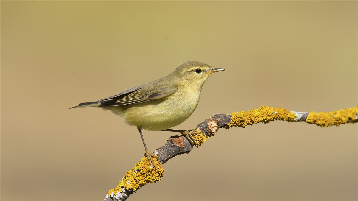 Willow Warbler