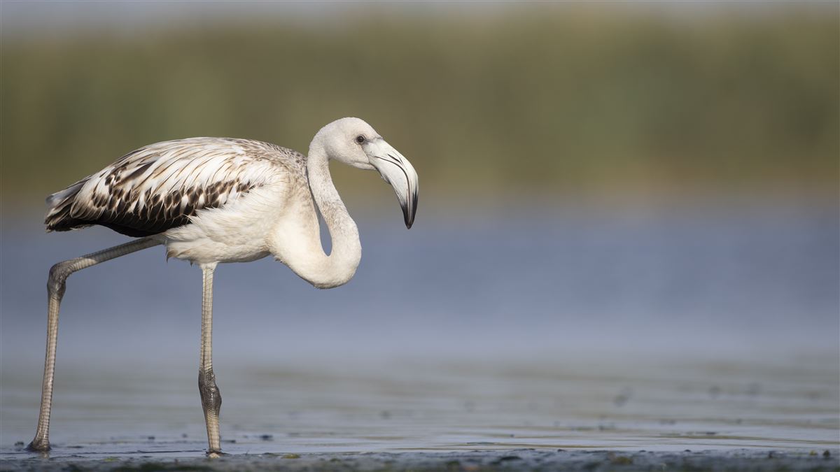Greater Flamingo