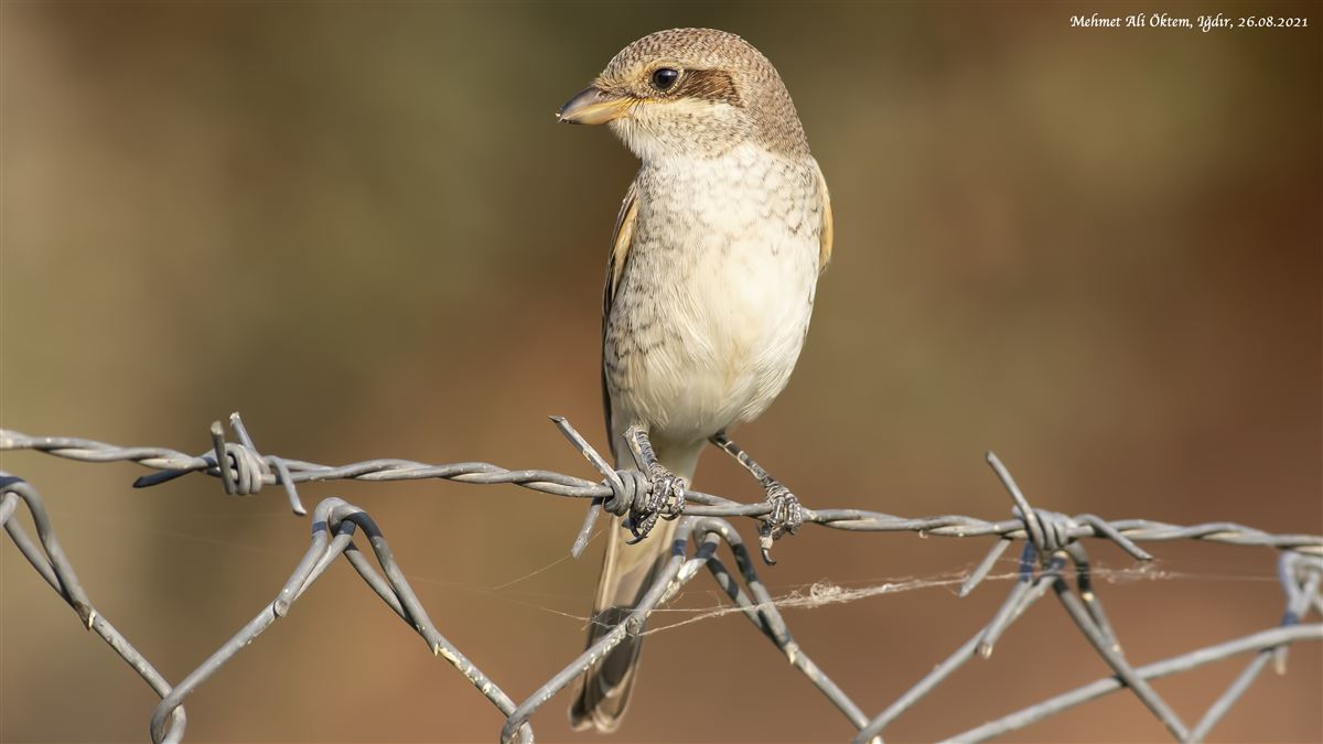 Red-backed Shrike