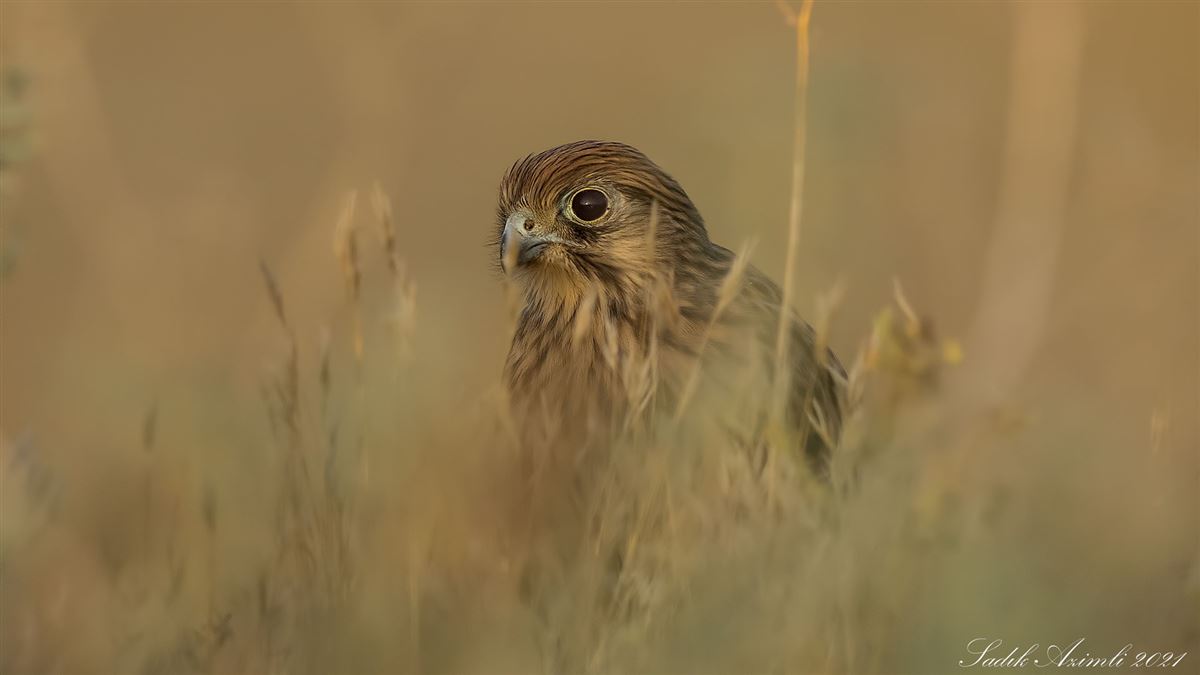 Common Kestrel