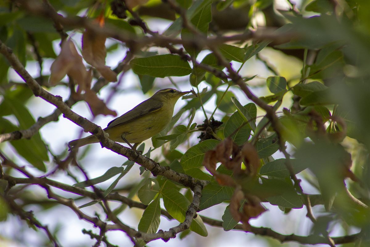Willow Warbler