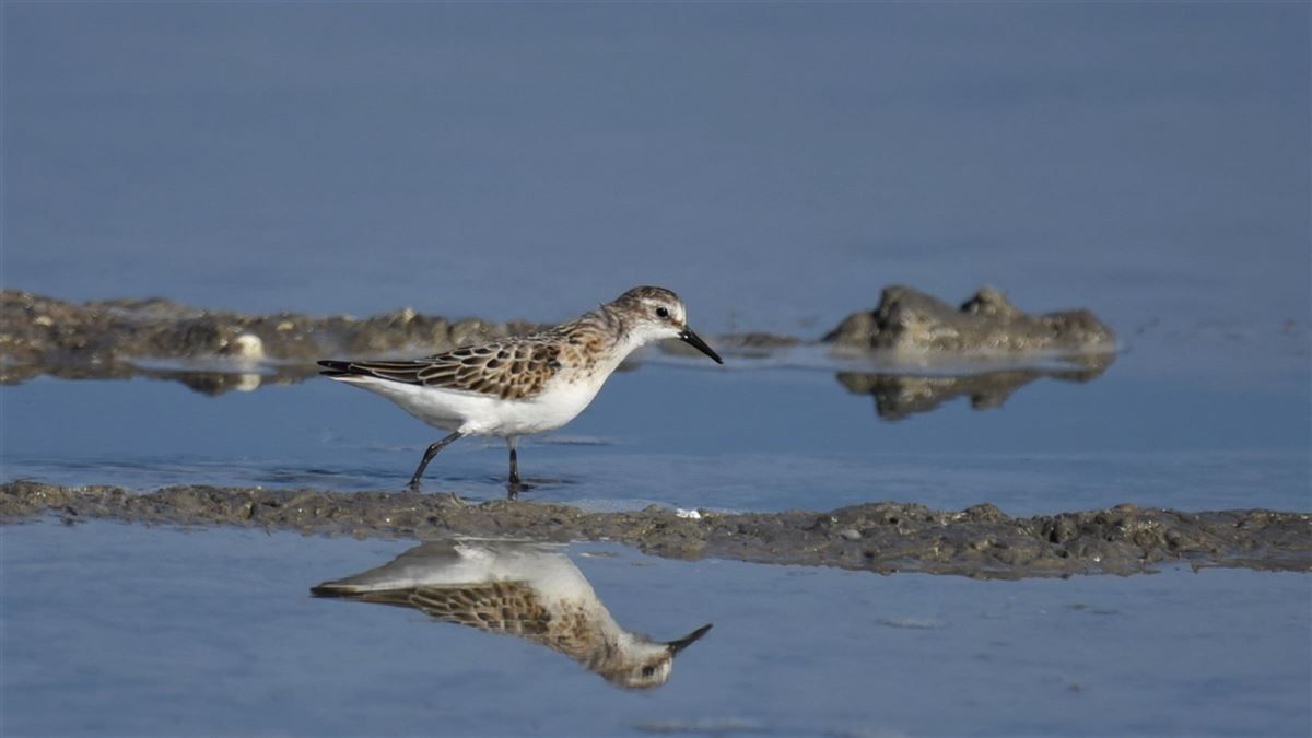 Little Stint