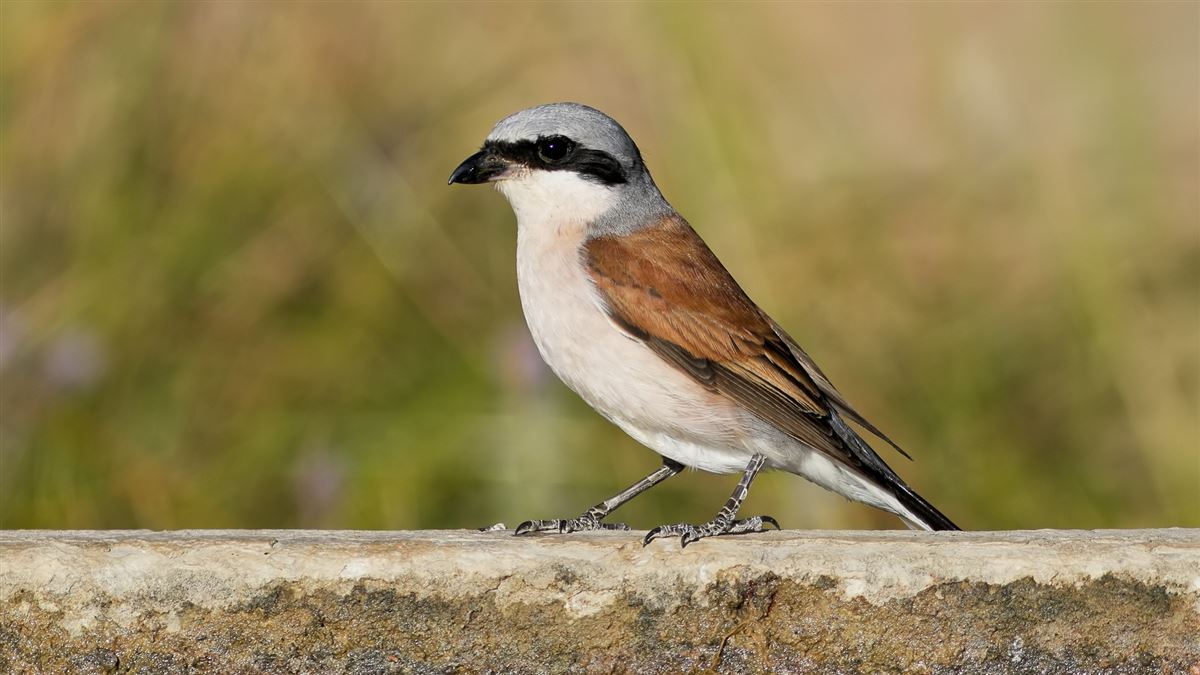 Red-backed Shrike
