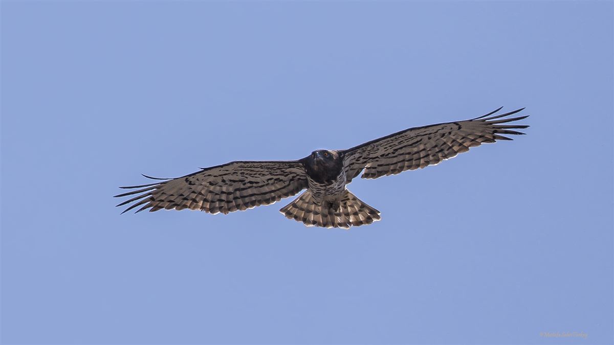 Short-toed Snake Eagle