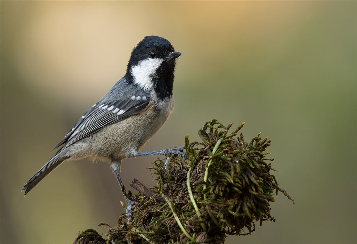 Coal Tit