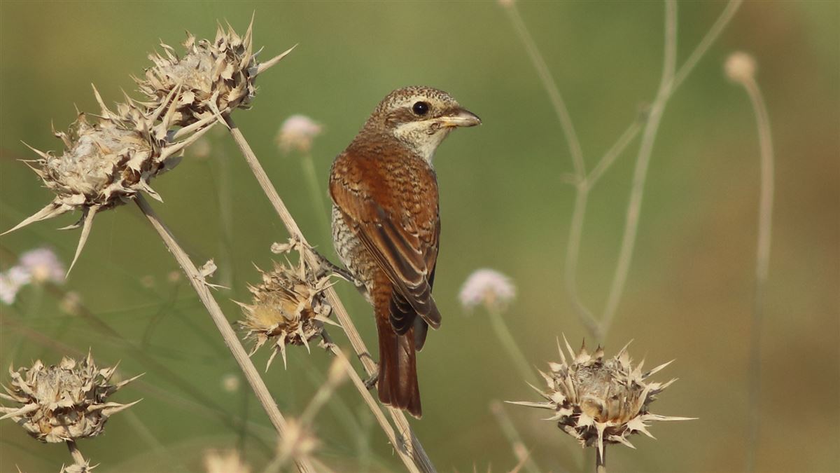 Red-backed Shrike