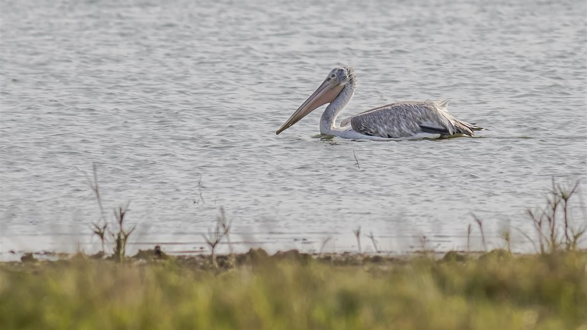 Dalmatian Pelican