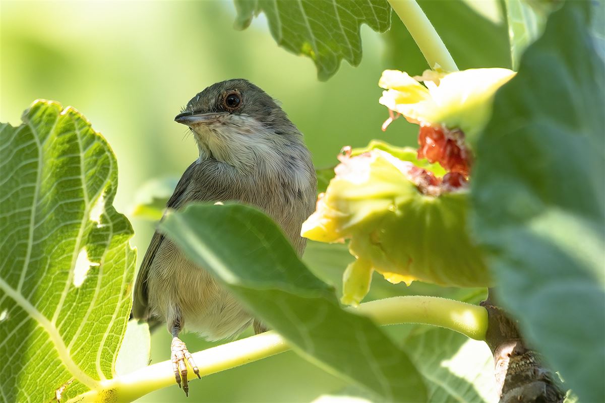 Sardinian Warbler