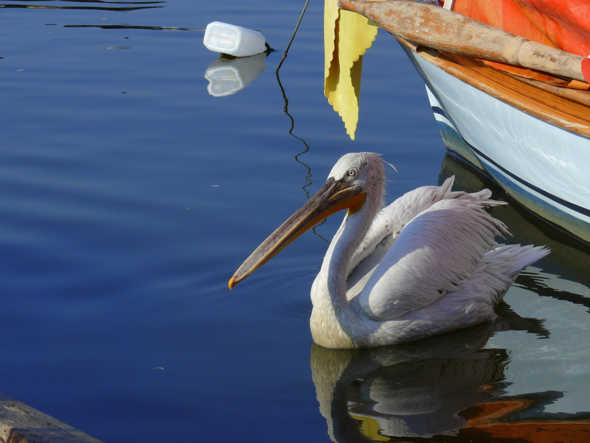 Dalmatian Pelican