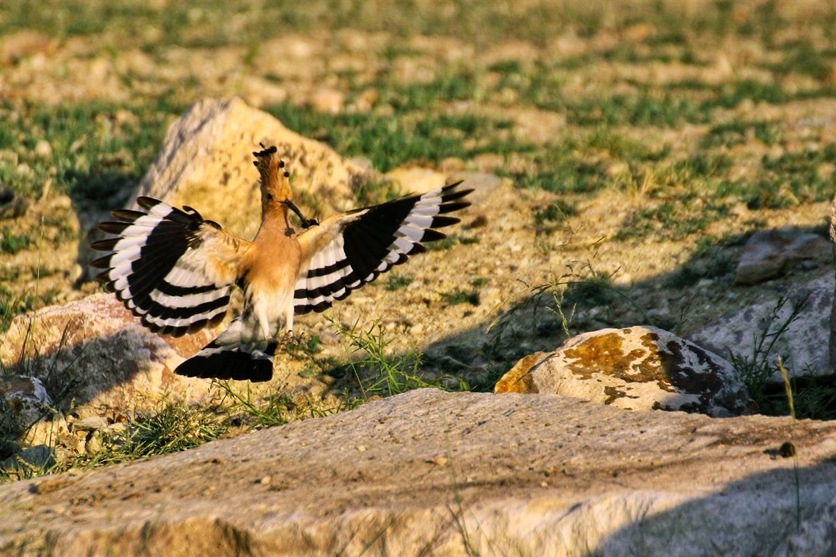 Common Hoopoe