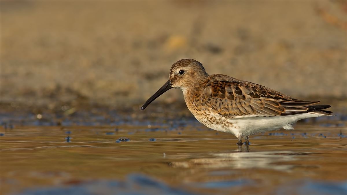 Dunlin