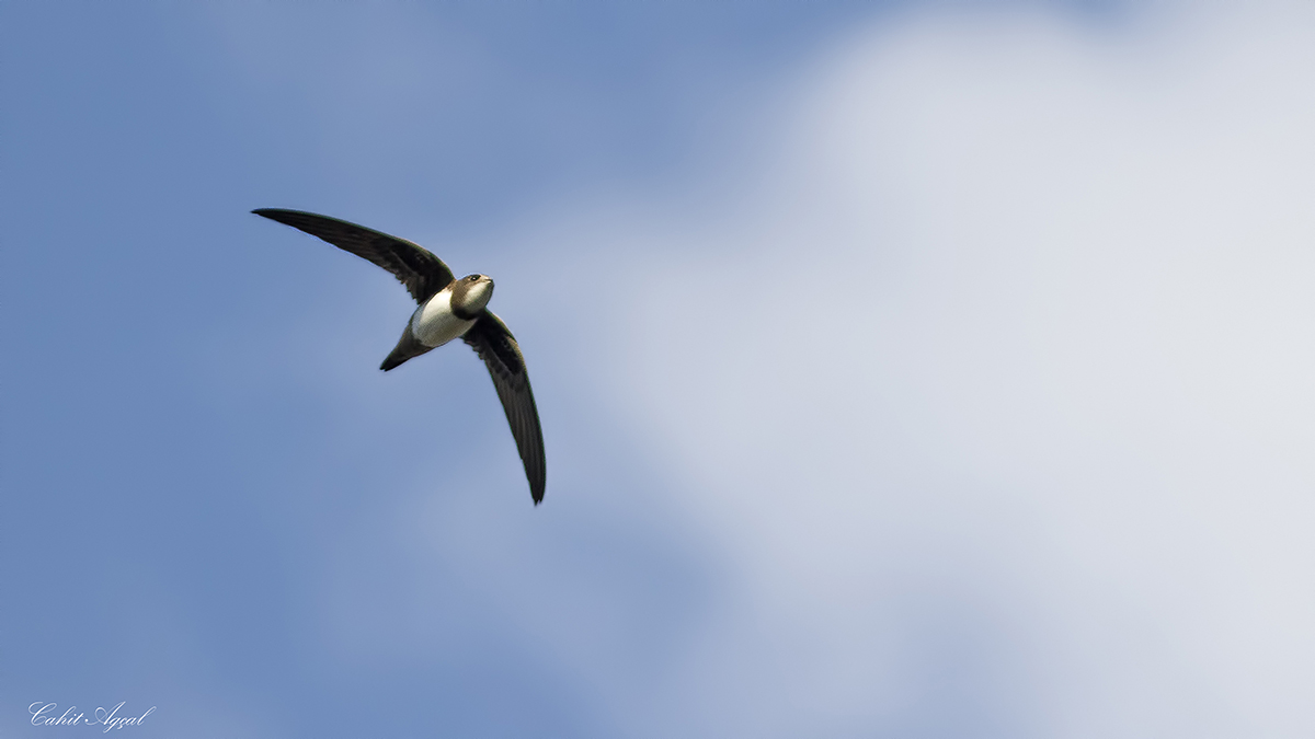 Alpine Swift