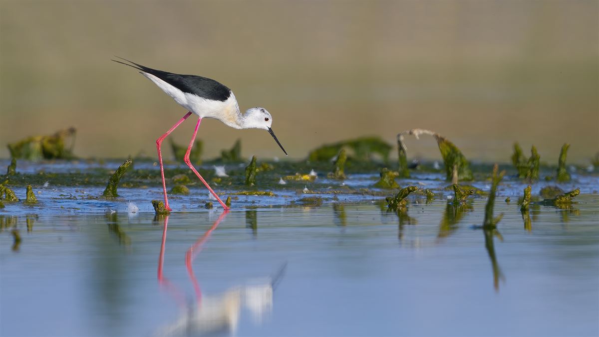 Black-winged Stilt