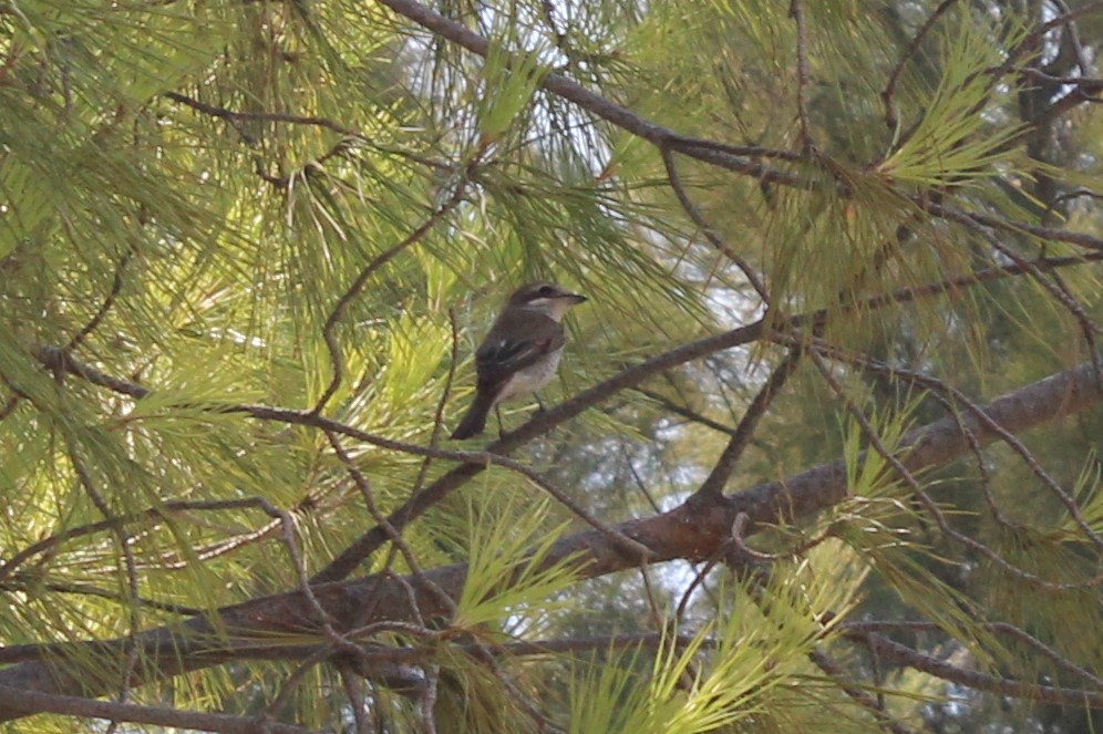 Red-backed Shrike
