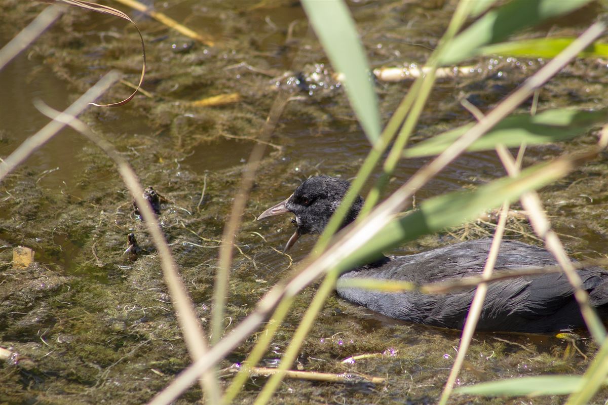 Eurasian Coot