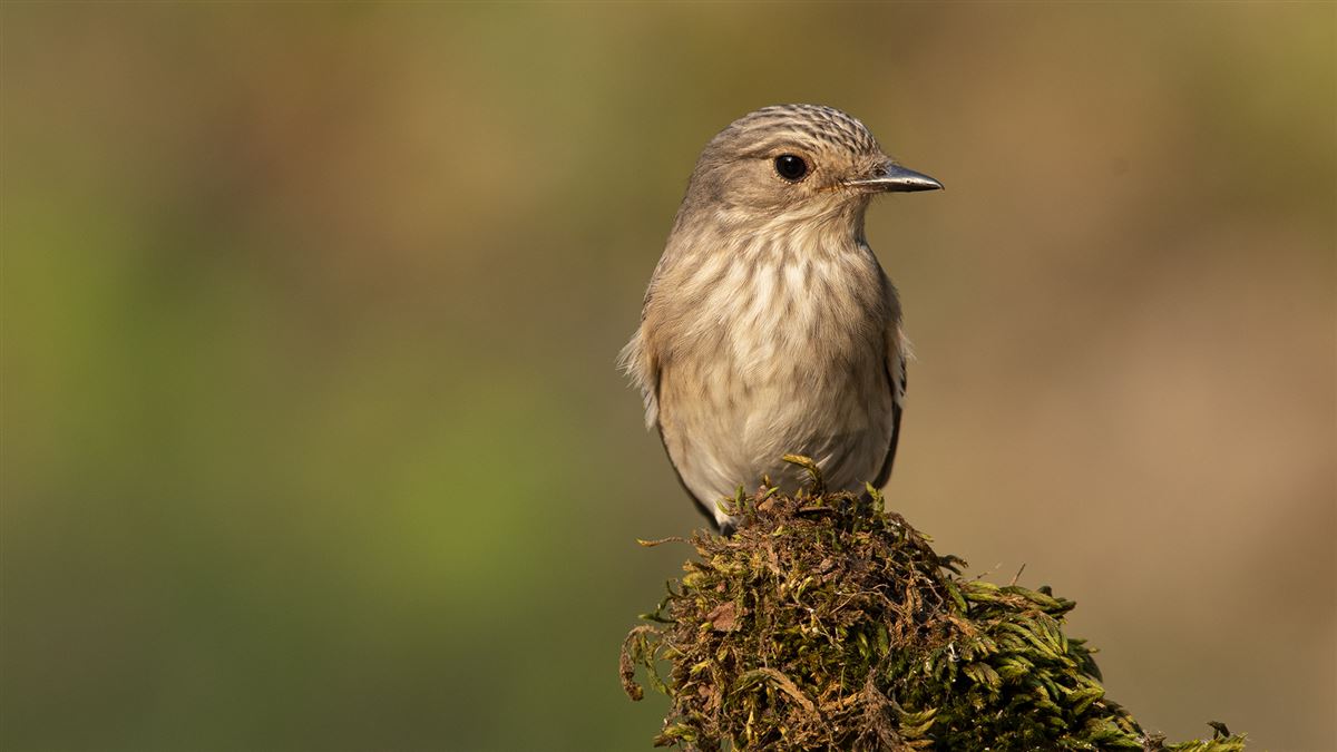 Spotted Flycatcher