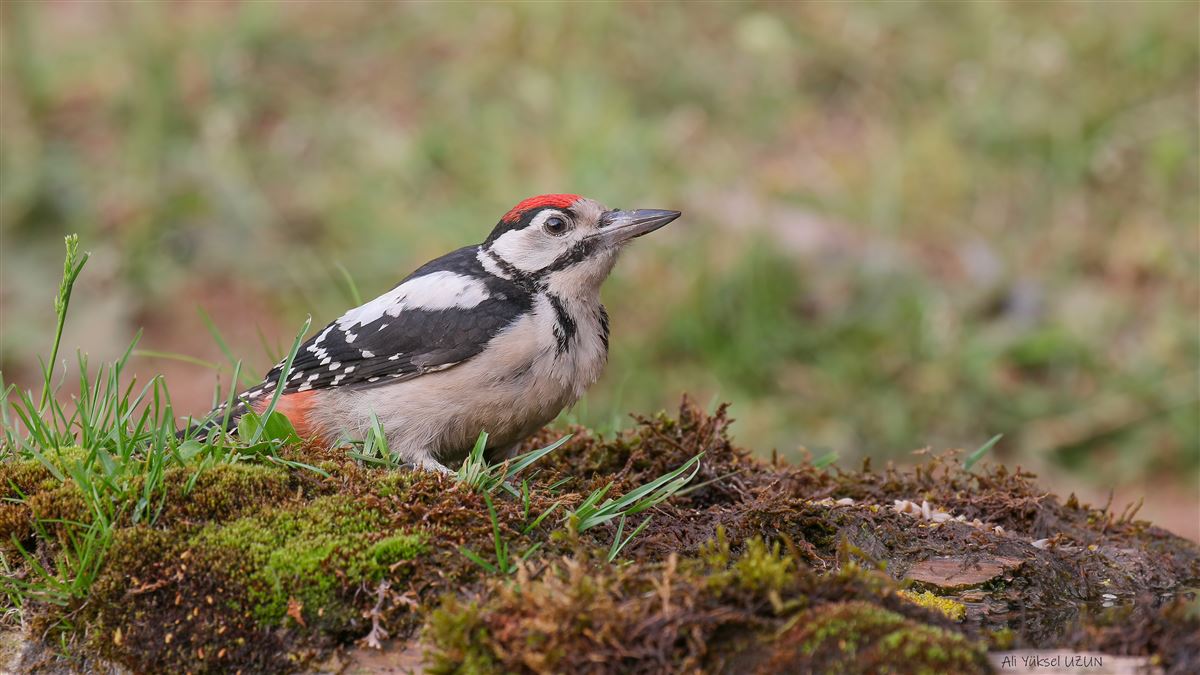 Great Spotted Woodpecker