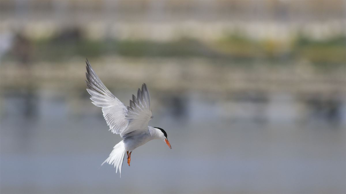 Common Tern