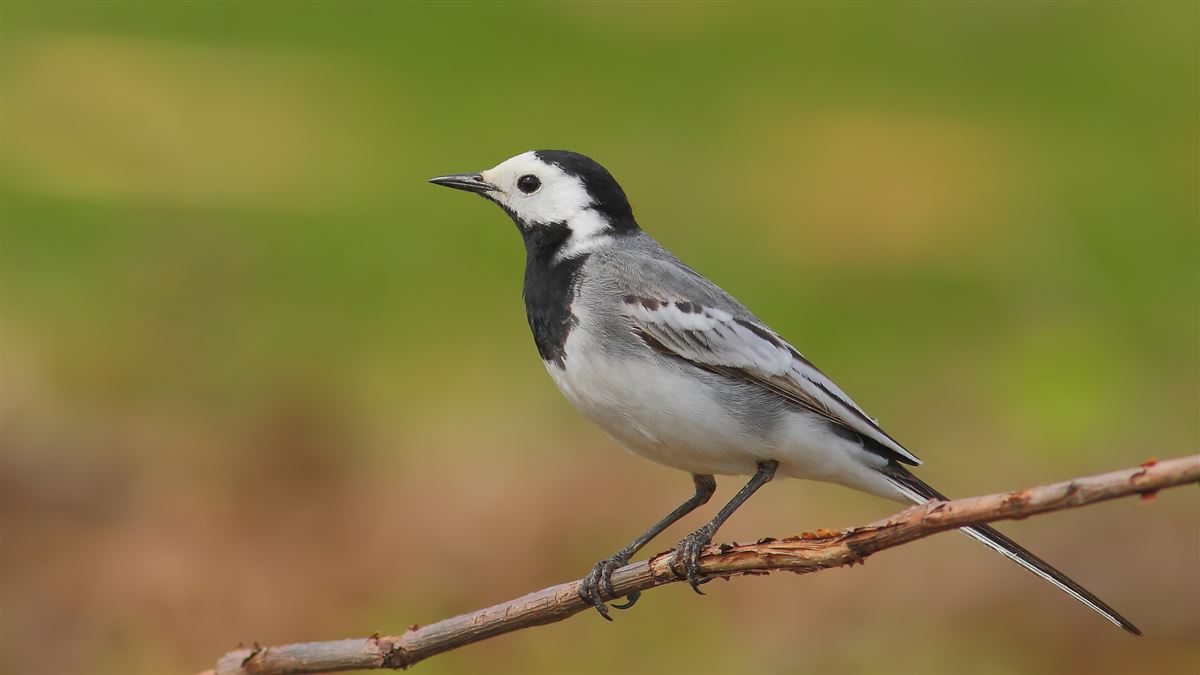 White Wagtail