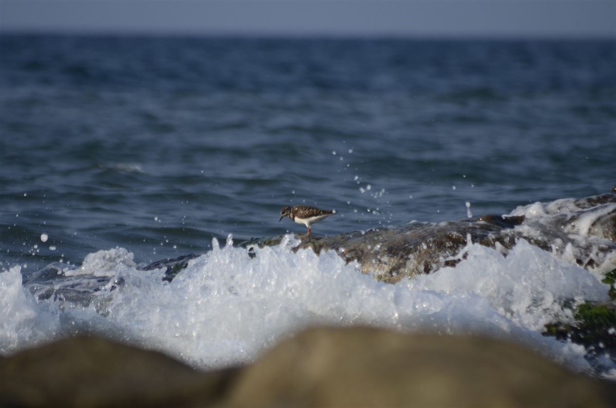 Ruddy Turnstone