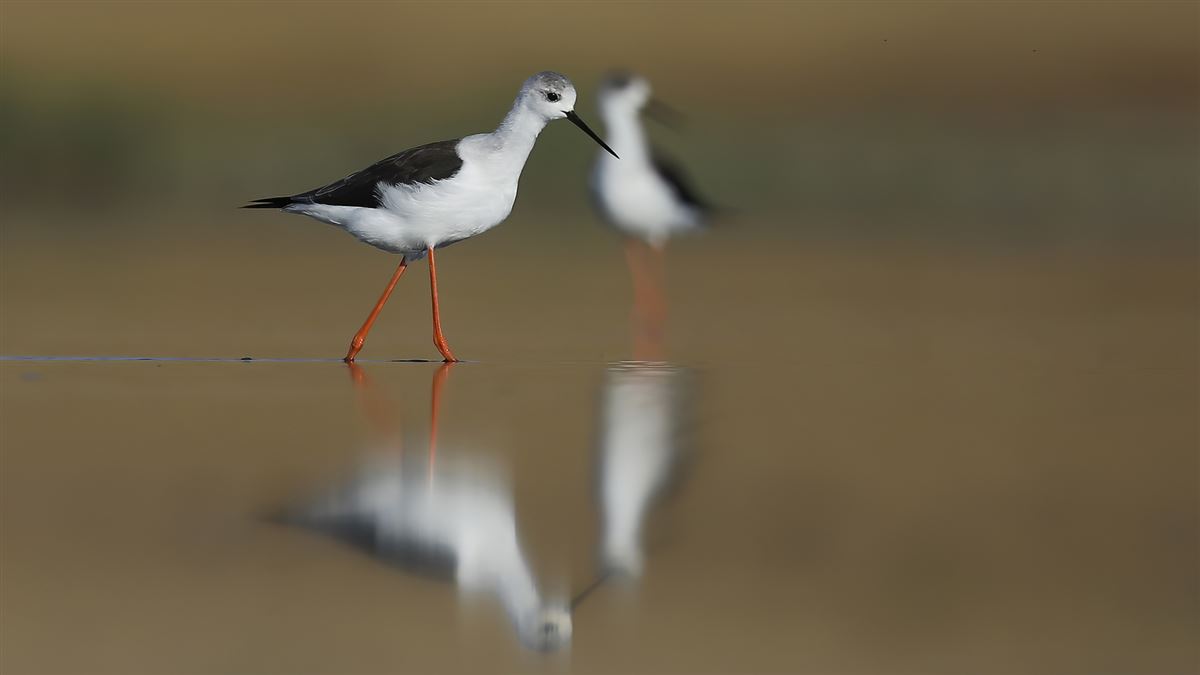 Black-winged Stilt