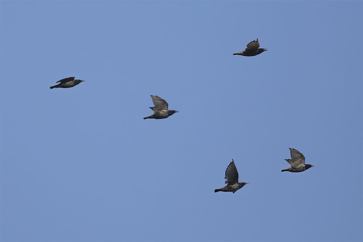 Common Starling