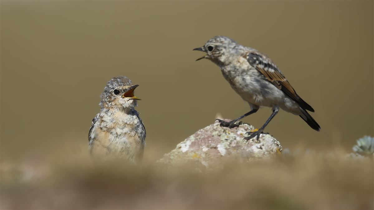 Northern Wheatear