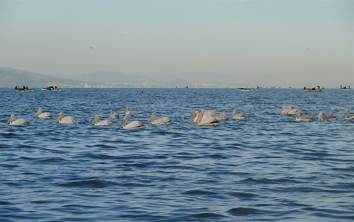 Dalmatian Pelican