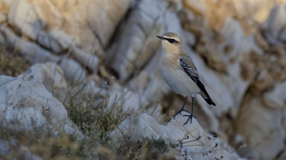Northern Wheatear