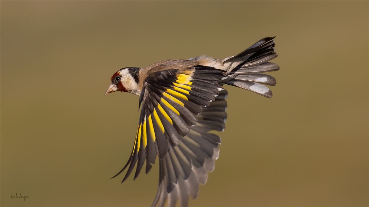 European Goldfinch