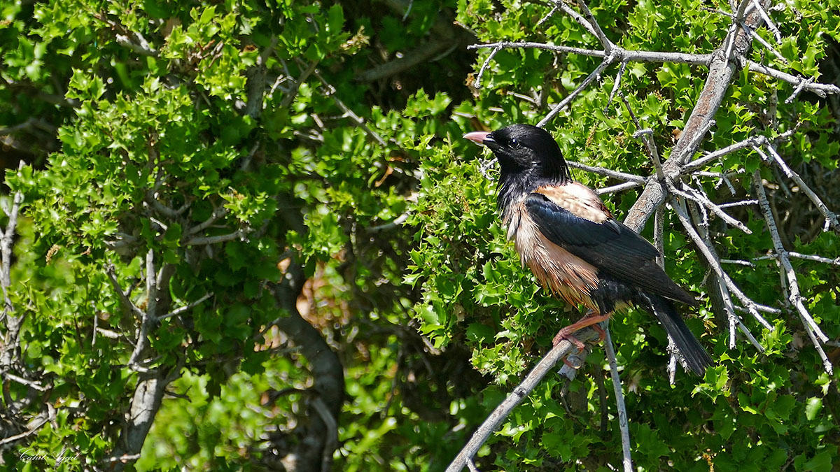 Rosy Starling