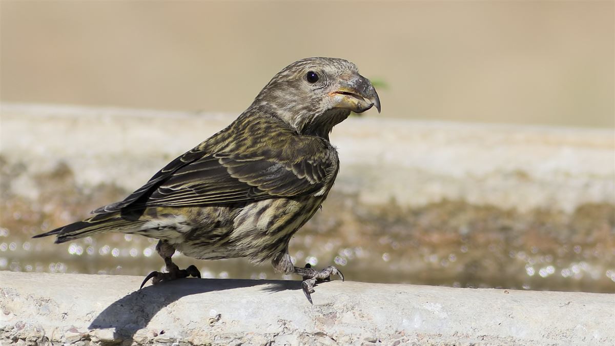 Red Crossbill