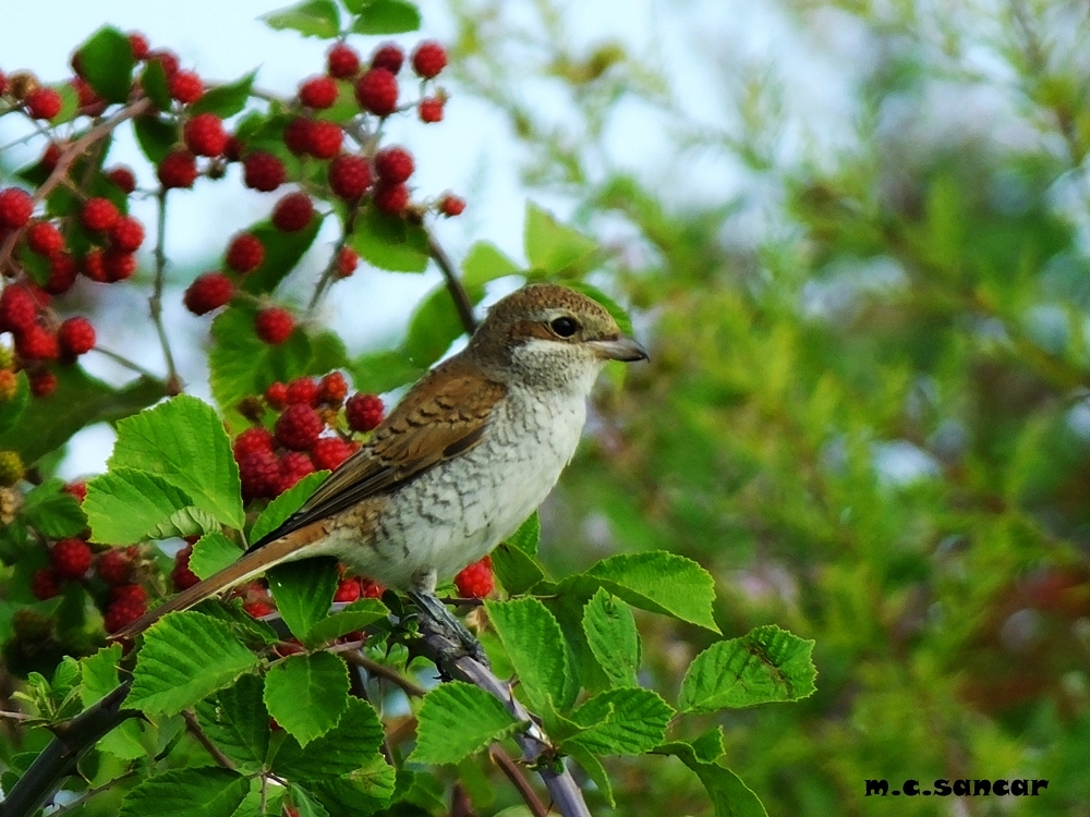 Red-backed Shrike