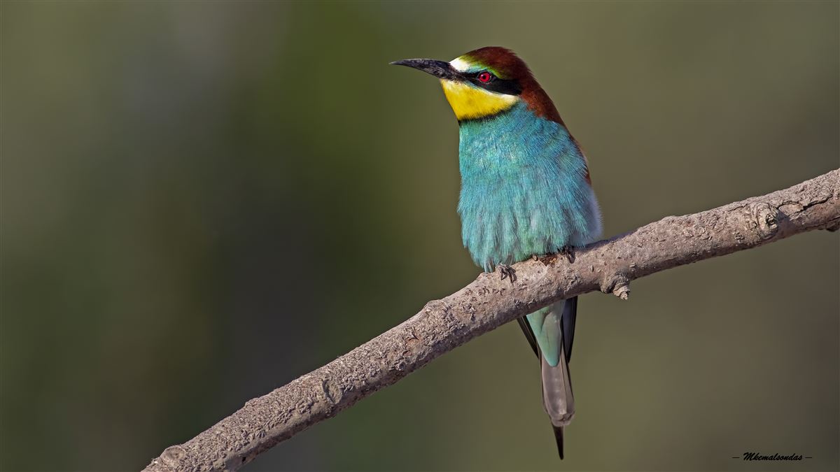 European Bee-eater