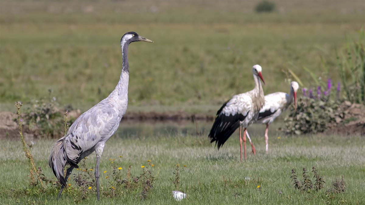 Common Crane