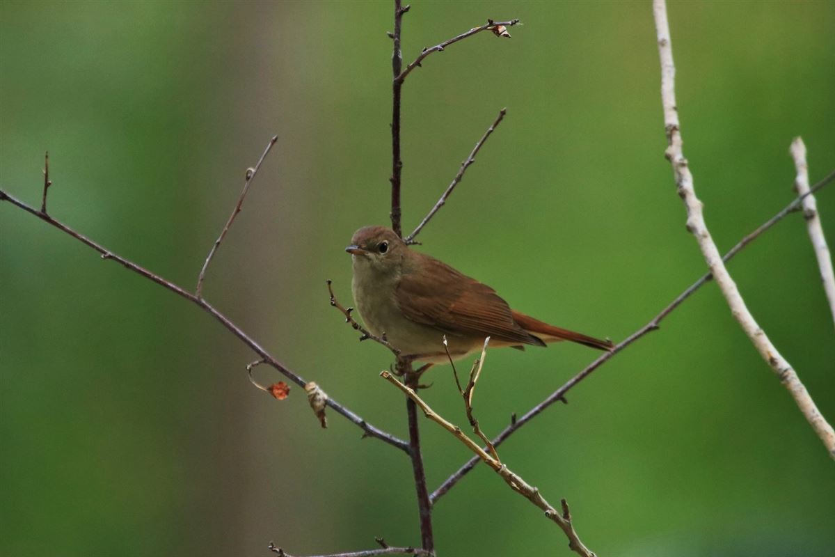 Common Nightingale