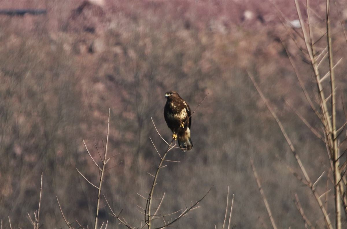 Common Buzzard