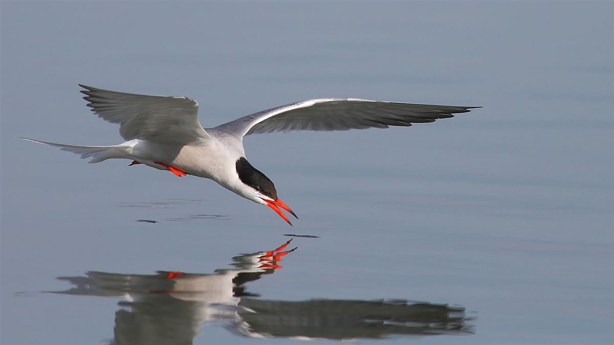 Common Tern