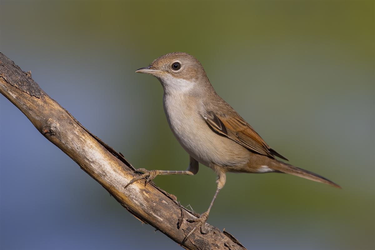 Common Whitethroat