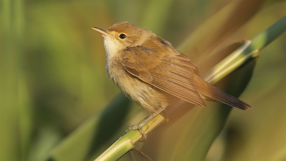 Common Reed Warbler