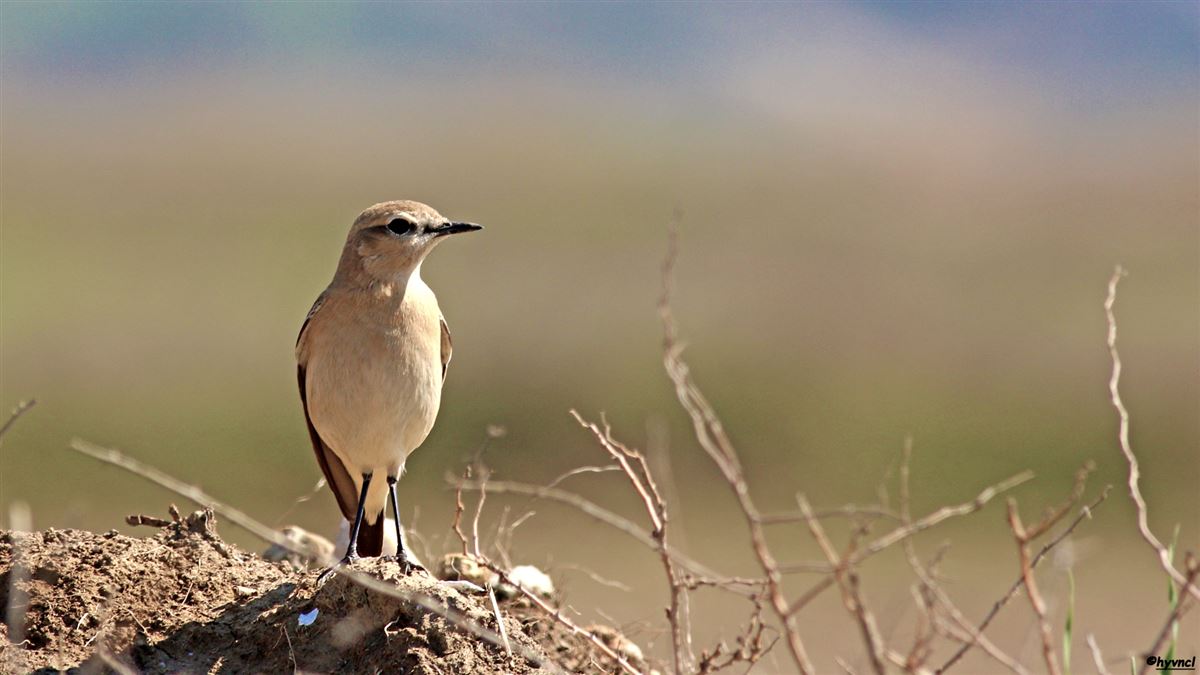 Isabelline Wheatear