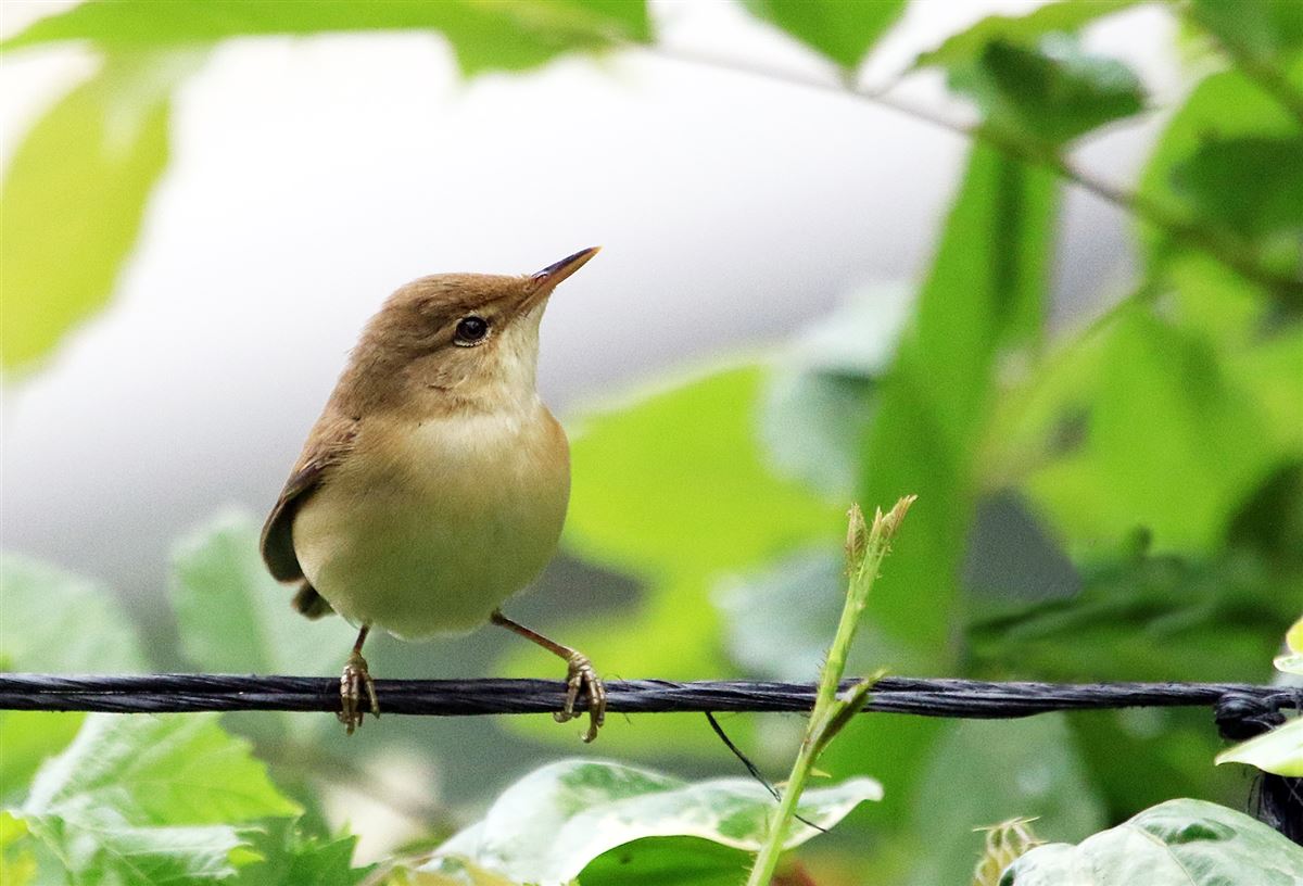 Common Chiffchaff