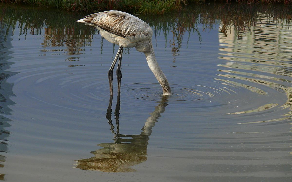 Greater Flamingo